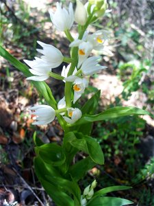 Cephalanthera longifolia plant, Sierra Madrona, Spain