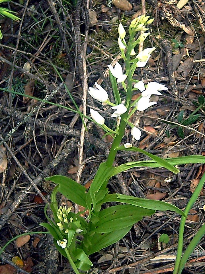 Cephalanthera longifolia habitus, Sierra Madrona, Spain