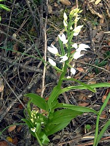 Cephalanthera longifolia habitus, Sierra Madrona, Spain