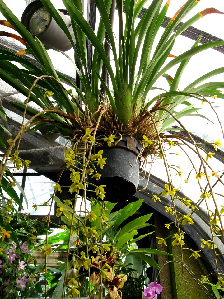 A picture of Cymbidium madidum.