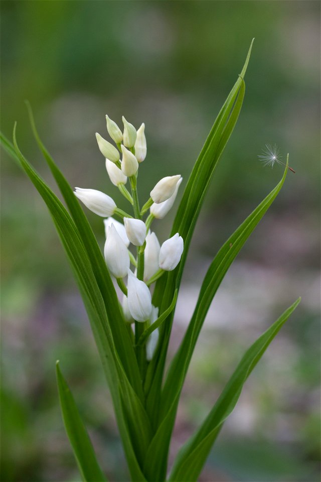 Orchidée non identifiée