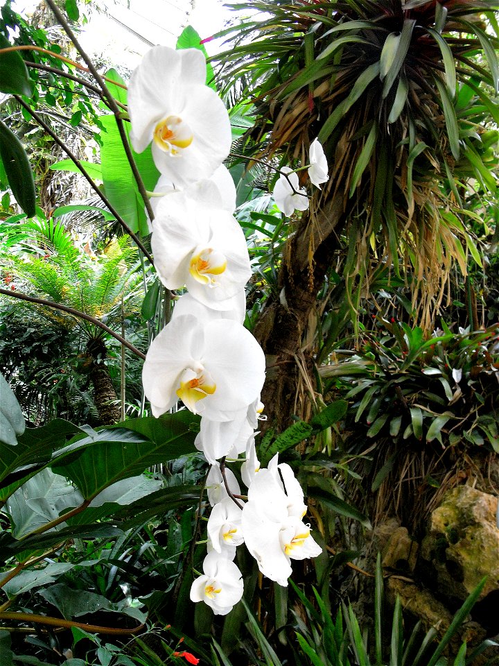 The oldest phalaenopsis was described in 1750: Phalaenopsis amboinensis.