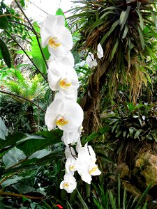 The oldest phalaenopsis was described in 1750: Phalaenopsis amboinensis.