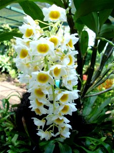 orchid (Singapore botanical gardens)