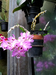 A picture of Dendrobium parishii.