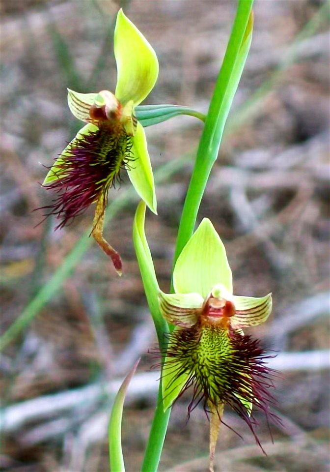Calochilus paludosus, Red Beard Orchid. Not far from the start of Elvina Track, Ku-ring-gai Chase National Park, Australia