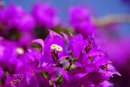 Flower blossom bloom