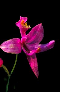 Image title: Dark pink orchid blossom calopogon pulchellus Image from Public domain images website, http://www.public-domain-image.com/full-image/flora-plants-public-domain-images-pictures/flowers-pub photo