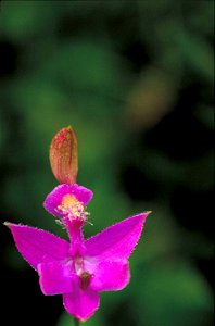 Image title: Calopogon pulchellus pink orchid plant flower
Image from Public domain images website, http://www.public-domain-image.com/full-image/flora-plants-public-domain-images-pictures/flowers-pub