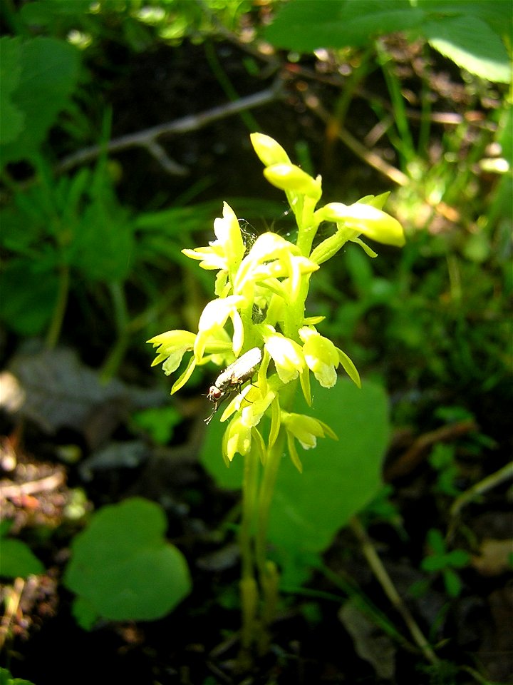 Epipogium aphyllum (F.W. Schmidt) Sw. Flowering plant. Надбородник безлистный. Цветущее растение. Россия, Ухта. (Corallorhiza trifida alba form ???)