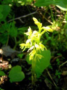 Epipogium aphyllum (F.W. Schmidt) Sw. Flowering plant. Надбородник безлистный. Цветущее растение. Россия, Ухта. (Corallorhiza trifida alba form ???)