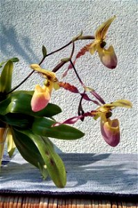 Location: Warsaw, Poland; my own plant