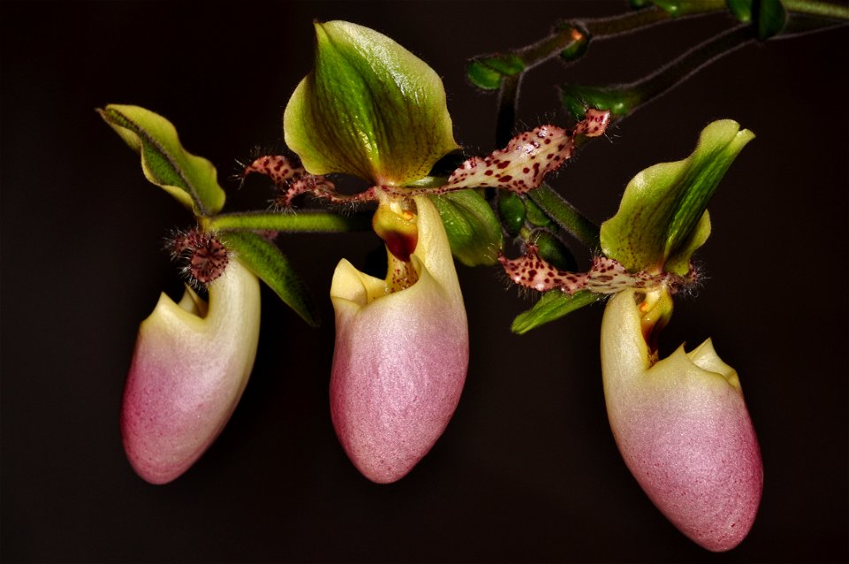 Paphiopedilum glaucophyllum J.J. Sm