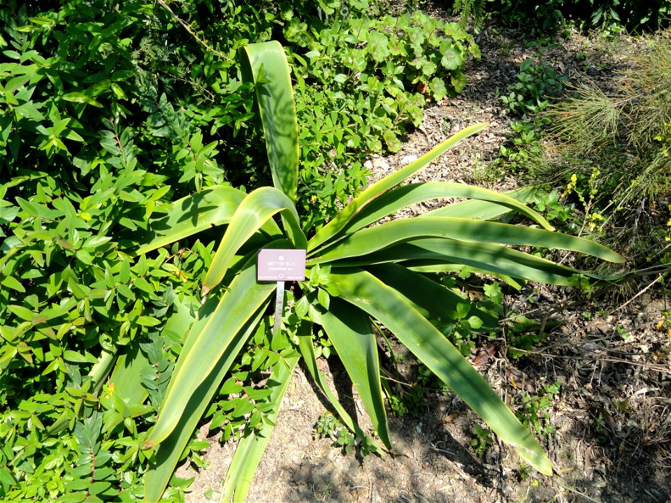 Brunsvigia josephinae specimen in the Jardin botanique du Val Rahmeh, Menton, Alpes-Maritimes, France.