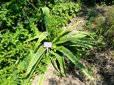 Brunsvigia josephinae specimen in the Jardin botanique du Val Rahmeh, Menton, Alpes-Maritimes, France.