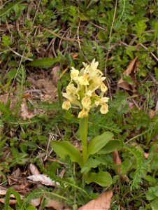 Dactylorhiza sambucina Laurenti 1