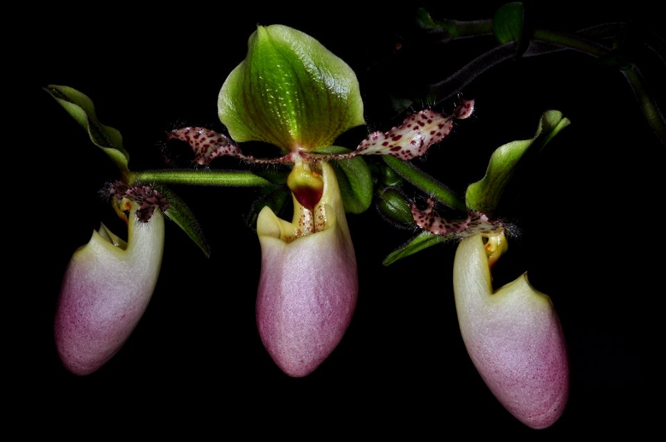 Paphiopedilum glaucophyllum J.J. Sm