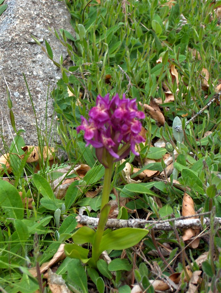 Dactylorhiza sambucina
Français Photo personelle, libéré de tous droits.
English Personnal photo, released into public domain.