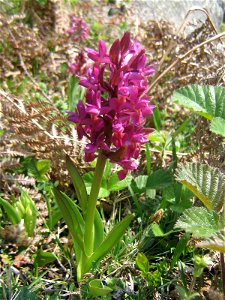 Orchis sureau (Dactylorhiza sambucina) dans une lande à genêts purgatifs et à fougères sur le versant est des monts d'Aubrac (Lozère, Massif central, France)