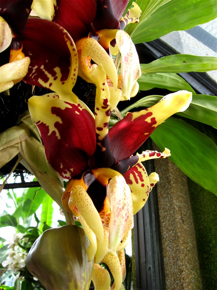 A picture of Stanhopea tigrina.
