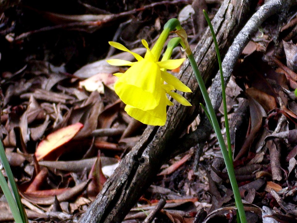 Narcissus assoanus flowers closeup, Sierra Madrona, Spain