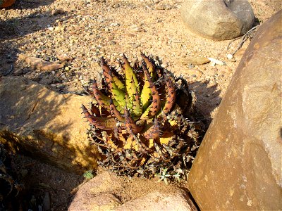 Aloe melanacantha, Worcester Botanic Gardens, Cape