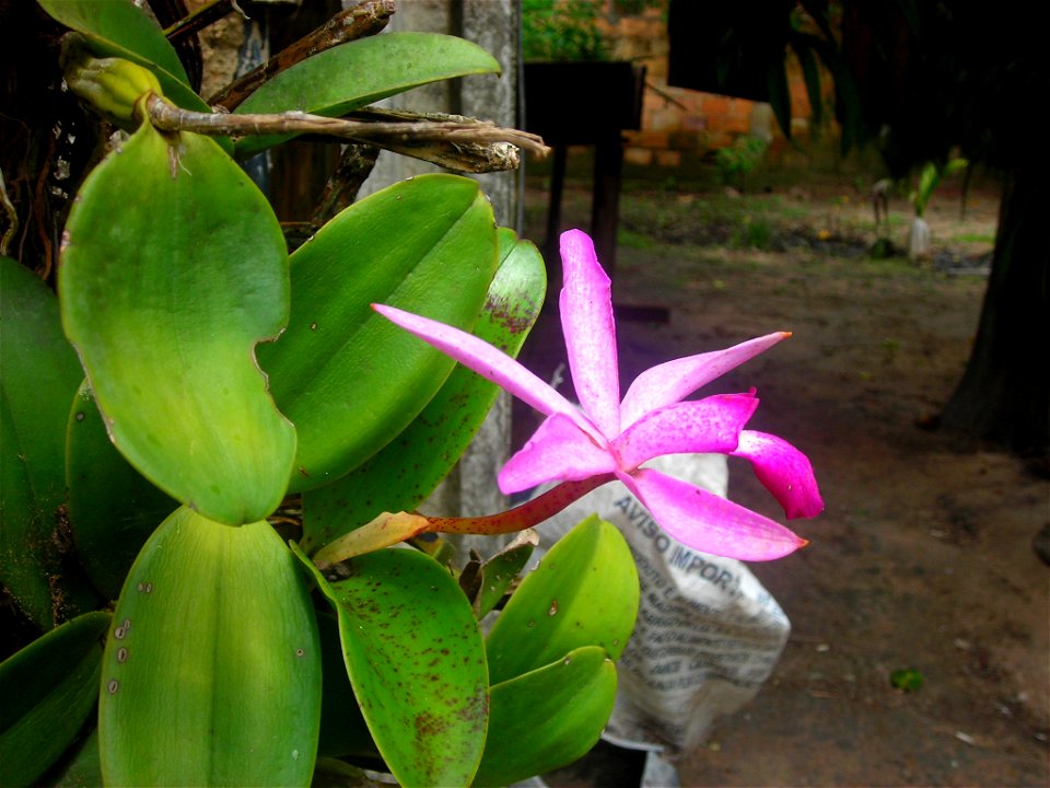 Cattleya violacea