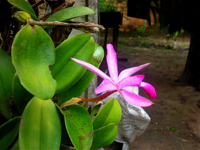 Cattleya violacea photo