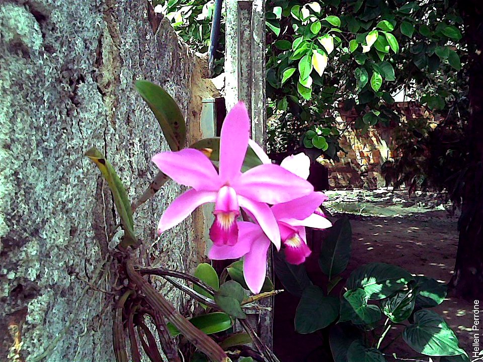 Cattleya violacea