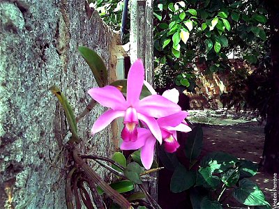 Cattleya violacea photo