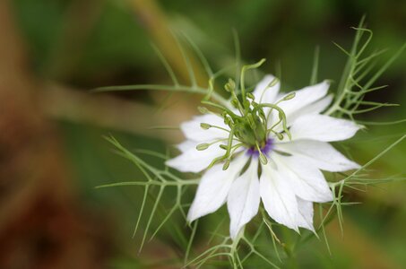 Garden nature white