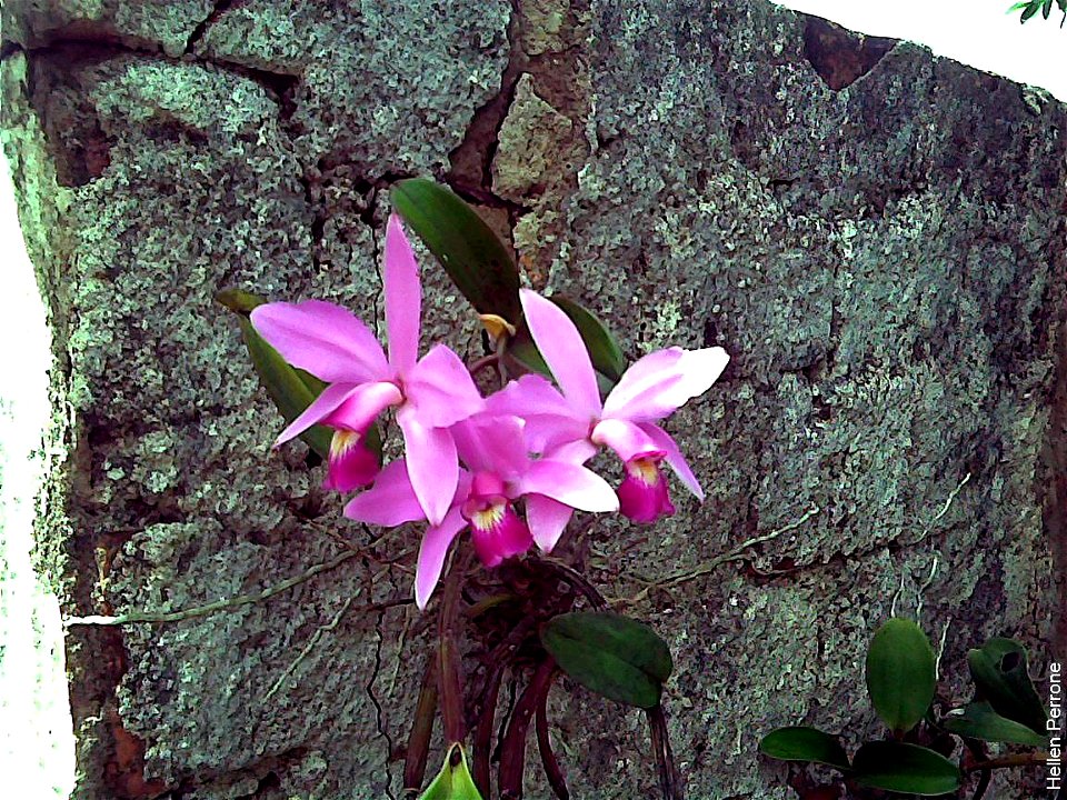Cattleya violacea