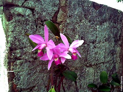 Cattleya violacea photo