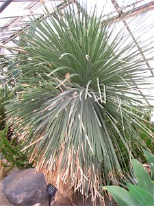 Dasylirion acrotriche in the Buffalo and Erie County Botanical Gardens, Buffalo, New York, USA.