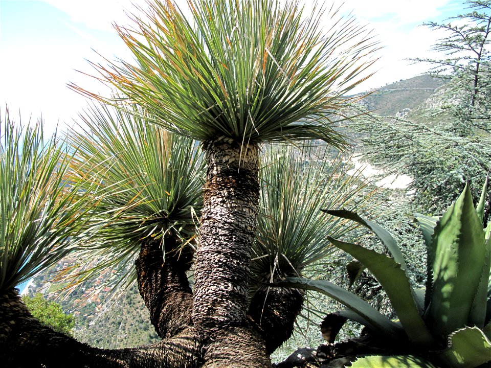 Dasylirion acrotrichum in the botanical garden of Eze, France