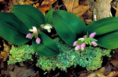 Image title: White and pink snowy orchid blossoms among large dark green leaves Image from Public domain images website, http://www.public-domain-image.com/full-image/flora-plants-public-domain-images photo