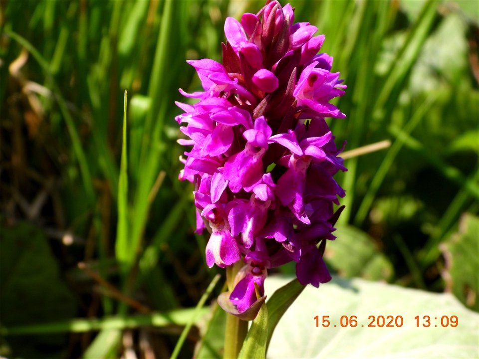 Southern Marsh-orchid (Dactylorhiza praetermissa)