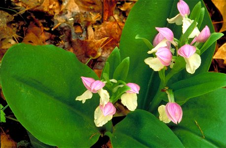 Image title: Showy orchis orchis spectabilis Image from Public domain images website, http://www.public-domain-image.com/full-image/flora-plants-public-domain-images-pictures/flowers-public-domain-ima photo