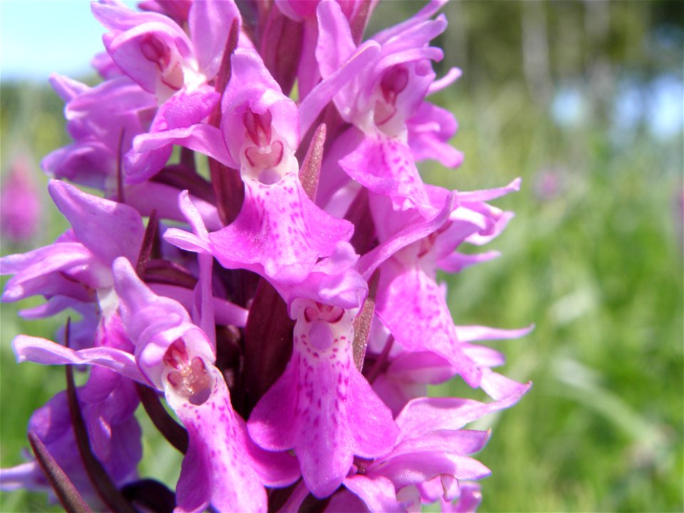 Dactylorhiza praetermissa