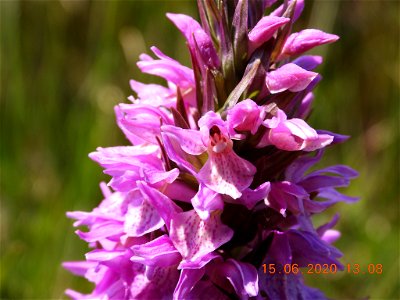 Southern Marsh-orchid (Dactylorhiza praetermissa)