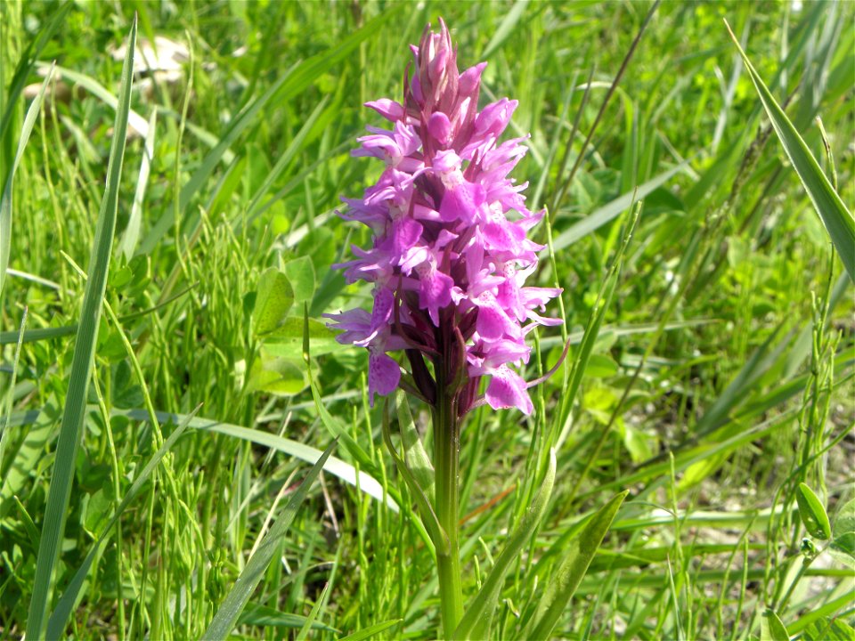 Dactylorhiza praetermissa