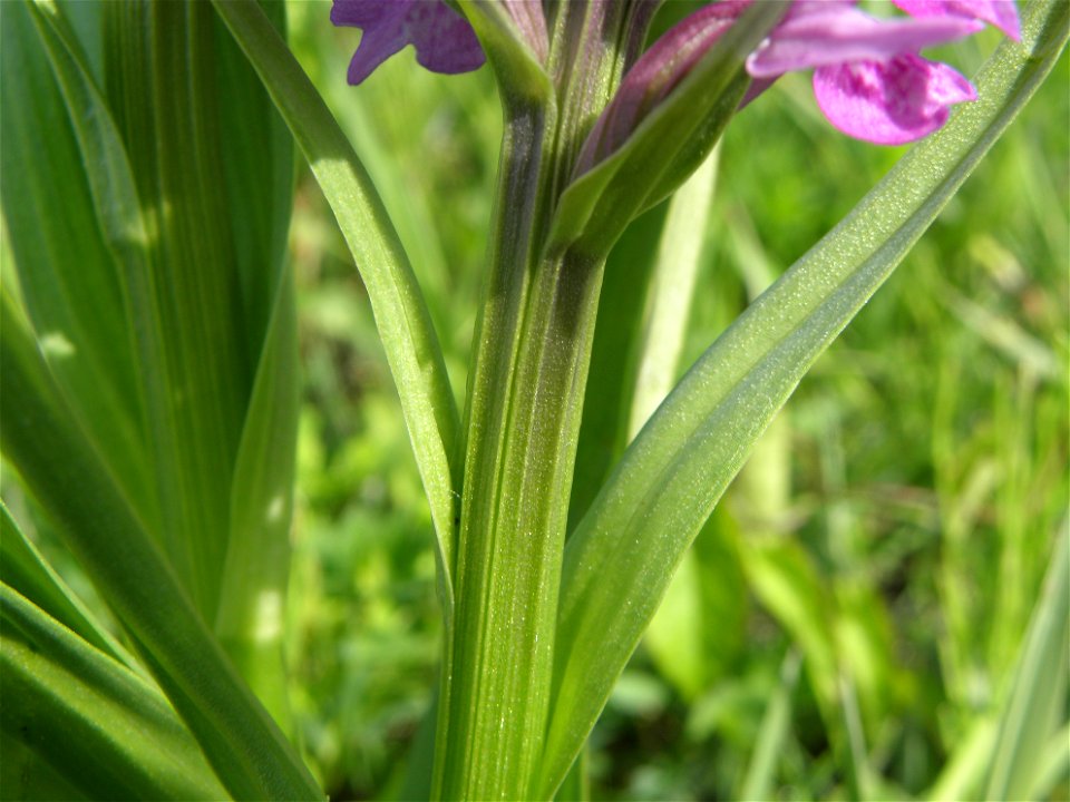 Dactylorhiza praetermissa