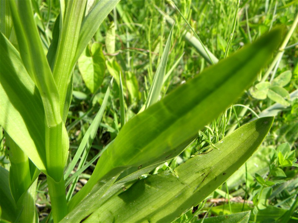 Dactylorhiza praetermissa
