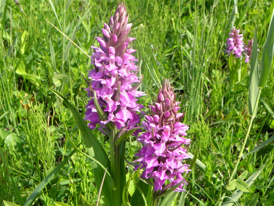 Dactylorhiza praetermissa