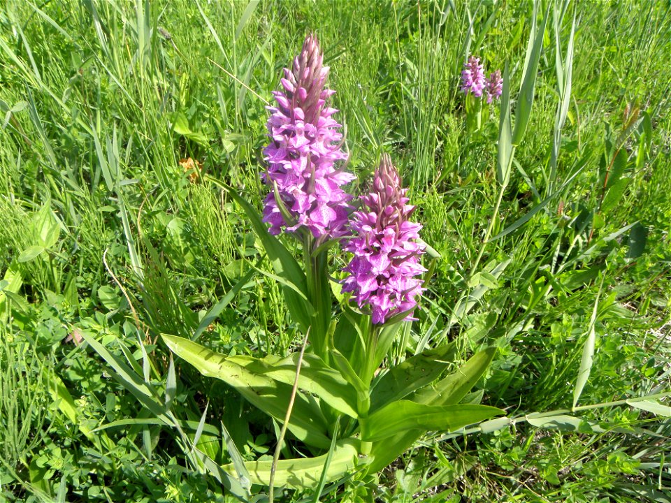 Dactylorhiza praetermissa