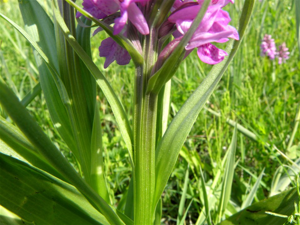 Dactylorhiza praetermissa
