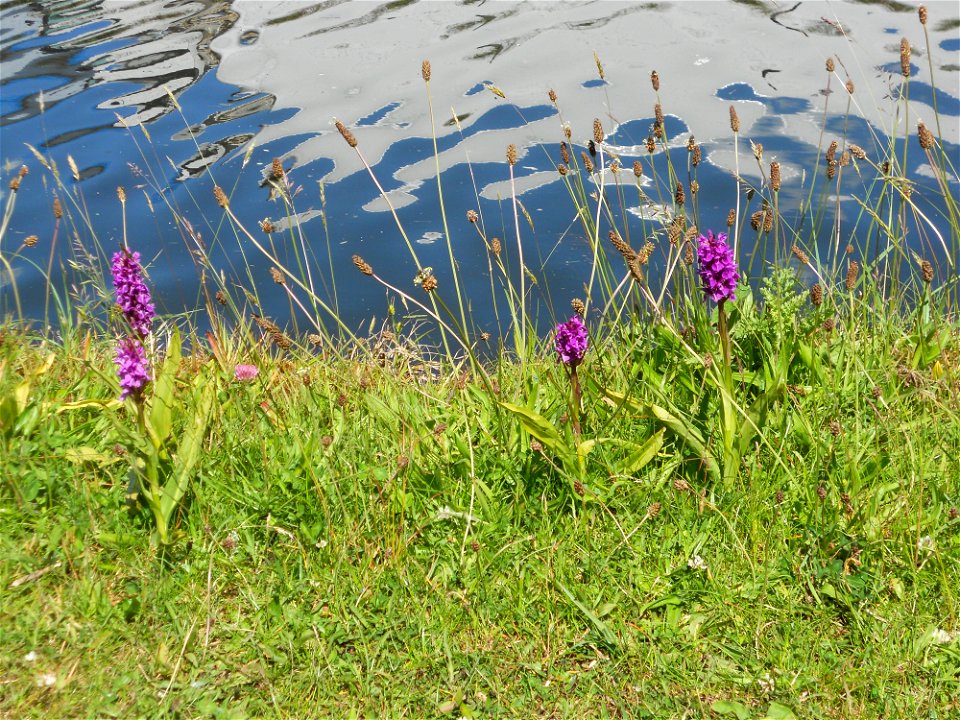 Marsh Orchids (Dactylorhiza praetermissa) by the Bridgewater Canal in Trafford Park, Greater Manchester