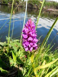 Southern Marsh Orchid on Bridgewater Canal, Trafford Park, Manchester.