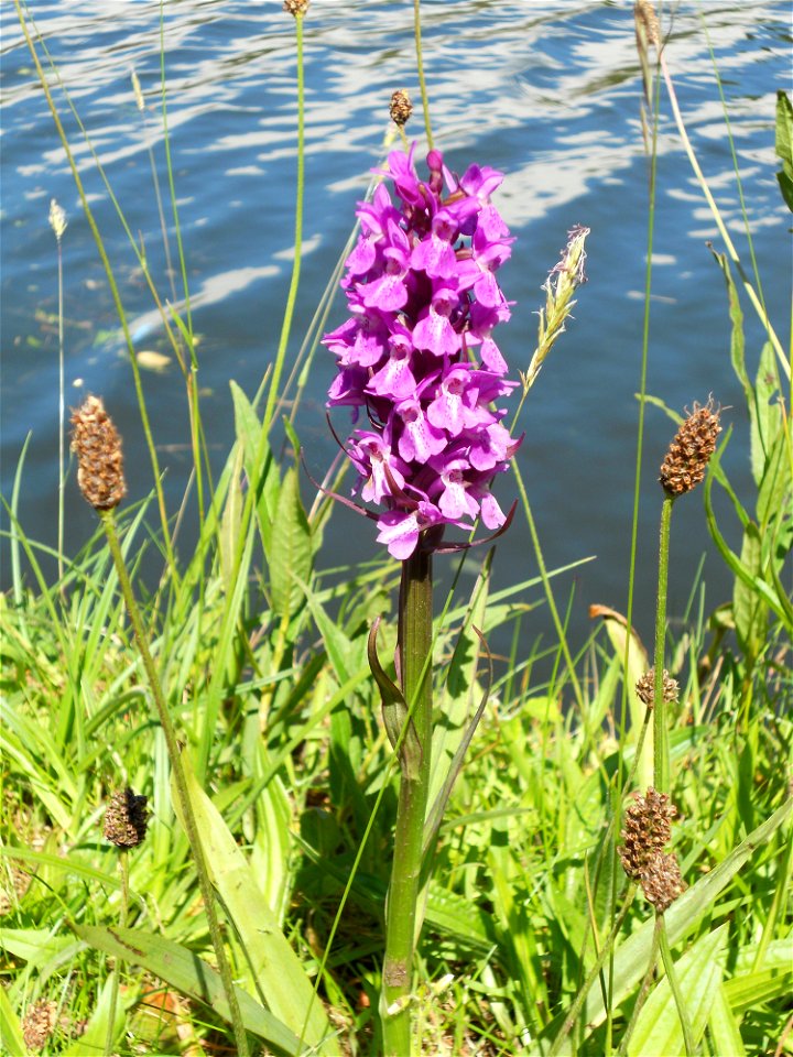 Southern Marsh Orchid (Dactylorhiza praetermissa) on Bridgewater Canal, Trafford Park, Manchester.