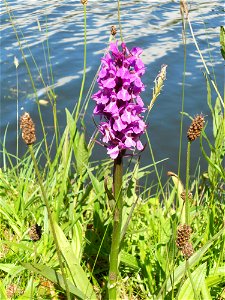 Southern Marsh Orchid (Dactylorhiza praetermissa) on Bridgewater Canal, Trafford Park, Manchester.